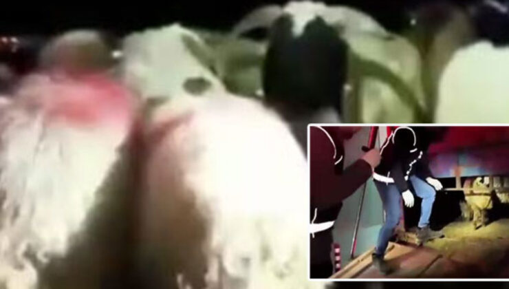 Şeytanın aklına gelmez! 29 koyunun karnında dikiş izi vardı!