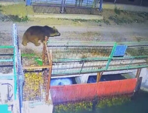 Sıcaklık ayıları vurdu! Kış uykusuna yatamadı!