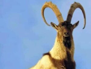 Yaban keçisi vuranlara otomobil parası gibi ceza