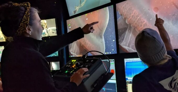 Yedi kollu ahtapot 40 yıl sonra yeniden görüntülendi