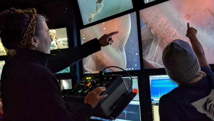 Yedi kollu ahtapot 40 yıl sonra yeniden görüntülendi