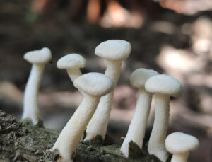 Yenilebilir olduğu düşünülen her 3 mantardan 1’i hastanelik ediyor