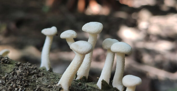 Yenilebilir olduğu düşünülen her 3 mantardan 1’i hastanelik ediyor