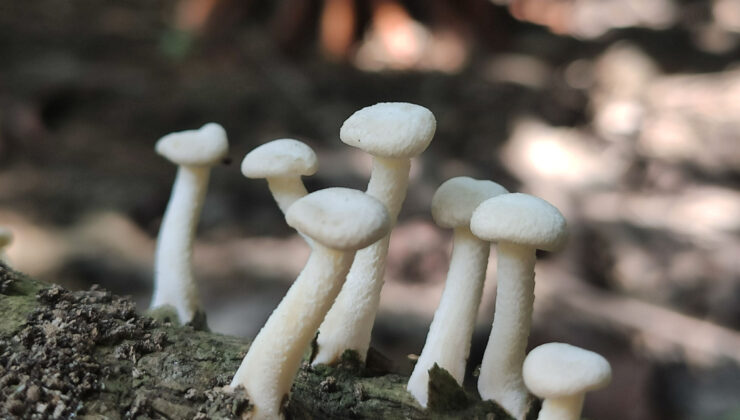 Yenilebilir olduğu düşünülen her 3 mantardan 1’i hastanelik ediyor