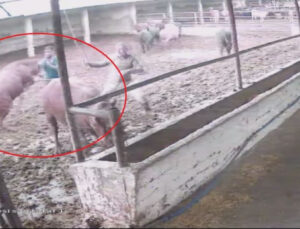 Zıplayıp ‘tos’ vurdu! Boğanın saldırısı kamerada!