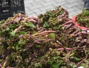 Baharın Müjdecisi Zılbıt Doğadan Tezgahlara: Askerlere Cesaret Veren Şifa Kaynağı