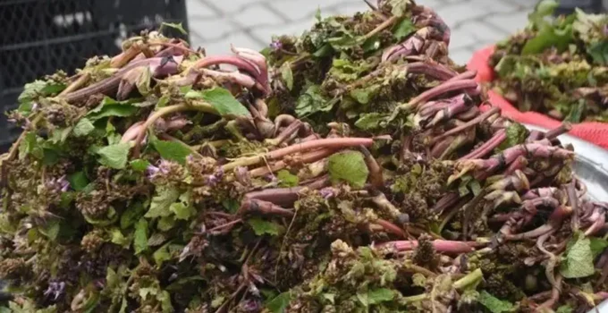 Baharın Müjdecisi Zılbıt Doğadan Tezgahlara: Askerlere Cesaret Veren Şifa Kaynağı