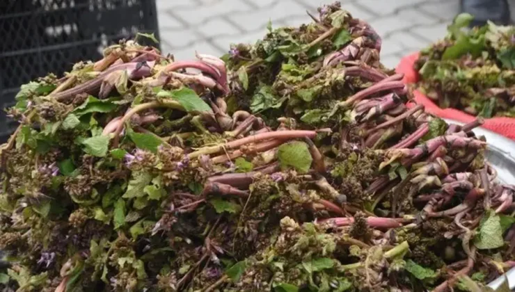 Baharın Müjdecisi Zılbıt Doğadan Tezgahlara: Askerlere Cesaret Veren Şifa Kaynağı