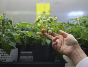 Uzay Topraklarında Domates Yetiştirme Devrimi: Türk Bilim İnsanlarından Tarihi Başarı