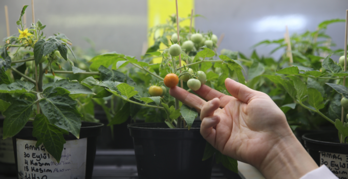 Uzay Topraklarında Domates Yetiştirme Devrimi: Türk Bilim İnsanlarından Tarihi Başarı