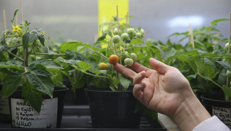 Uzay Topraklarında Domates Yetiştirme Devrimi: Türk Bilim İnsanlarından Tarihi Başarı