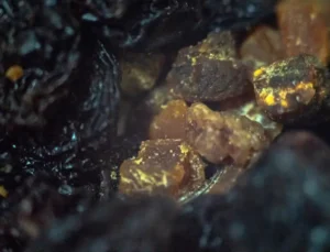 Genç Kalmanın ve Hastalıklardan Korunmanın Sırları: Doğanın Sunduğu Besinler