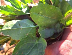 Sarıgöl’de Bahar Müjdecisi Ekşi Kulak Tezgahlarda