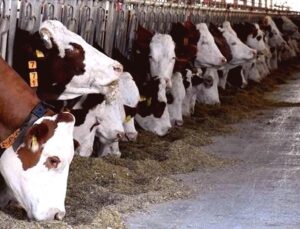 Çorum’da Hayvan Refahı İhlali Yapan İşletmeye Ceza