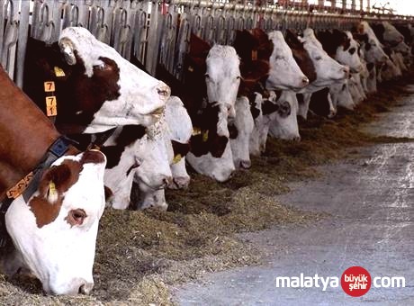 Çorum’da Hayvan Refahı İhlali Yapan İşletmeye Ceza