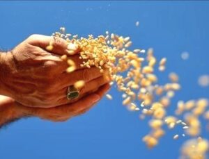 Türkiye’nin Hububat İhracatında Ayçiçek Yağı Liderliği Sürdü