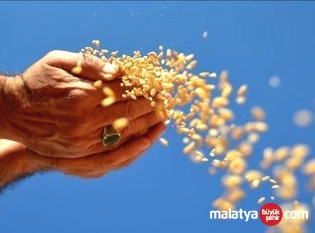 Türkiye’nin Hububat İhracatında Ayçiçek Yağı Liderliği Sürdü