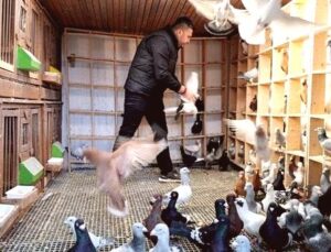 Memuriyetten Güvercin Yetiştiriciliğine: Otomobil Fiyatına Kuş Satıyor