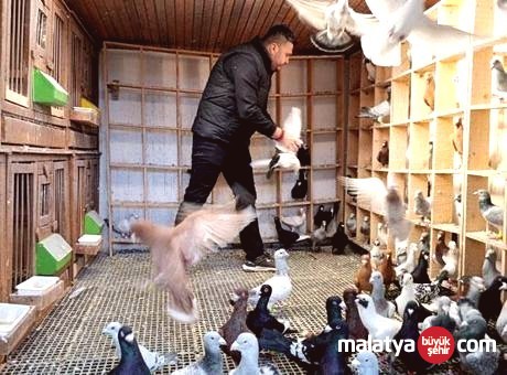 Memuriyetten Güvercin Yetiştiriciliğine: Otomobil Fiyatına Kuş Satıyor