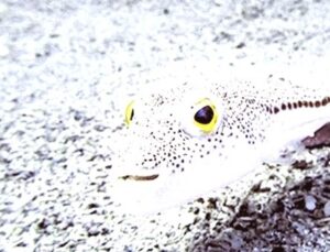 Türkiye’de İstilacı Türlere Karşı Kapsamlı Eylem Planı Hayata Geçiyor