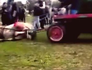 Adana’da Koşmayan Atlara İşkence Davasında Karar