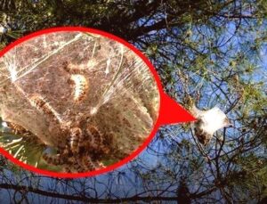 Antalya’da Çam Kese Tırtılı Tehlikesi: Ormanlara Yayılan Zararlıya Karşı Uzmanlardan Uyarı