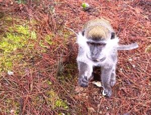 Denizli Ormanında Beklenmedik Karşılaşma: Maymun Paniği