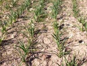 Mut’ta Nergis, Kadınlar İçin Yeni Gelir Kapısı Oldu