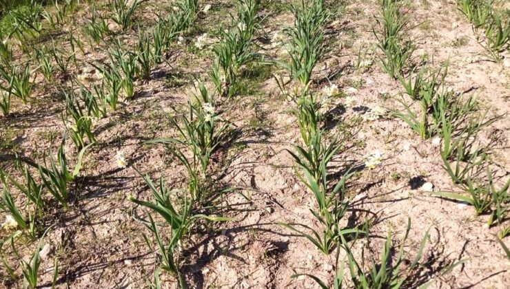 Mut’ta Nergis, Kadınlar İçin Yeni Gelir Kapısı Oldu