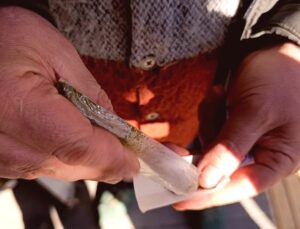 “Maraş Otu” Tehlikesi: Yüksek Nikotin İçeriğiyle Kanser ve Ciddi Sağlık Sorunları Tetikleniyor