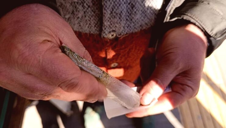 “Maraş Otu” Tehlikesi: Yüksek Nikotin İçeriğiyle Kanser ve Ciddi Sağlık Sorunları Tetikleniyor