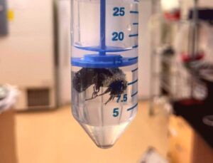 Kraliçe Bombus Arıları Su Altında Hayatta Kalabiliyor