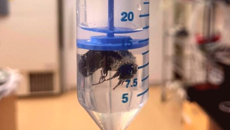 Kraliçe Bombus Arıları Su Altında Hayatta Kalabiliyor