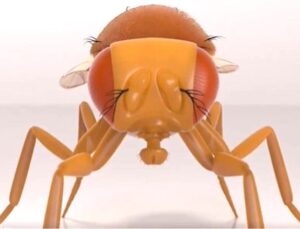 Meyve Sineği Beyni Dijital Ortamda Canlandı mı? Bilim Dünyasında Tartışma Sürüyor