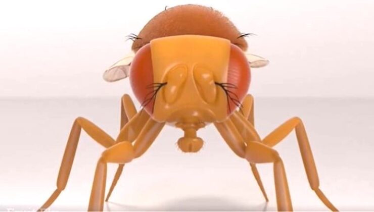 Meyve Sineği Beyni Dijital Ortamda Canlandı mı? Bilim Dünyasında Tartışma Sürüyor