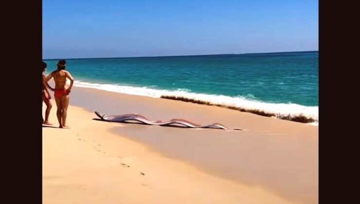 Kıyamet Balığı Efsanesi Canlandı: İki Dev Kürek Balığı Sahilde Görüldü