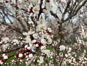 Kayısıda Rekolte Belirleyici Faktörler: Çiçeklenme ve Hastalıklar Mercek Altında