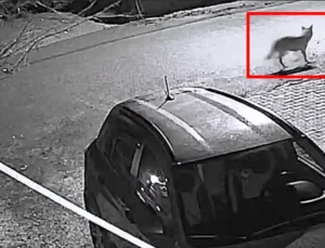 Doğanşehir’de Kurt Paniği: Aç Kurt Mahalleye Sızdı