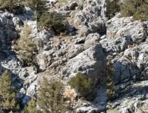 Doğanşehir’in Sarp Kayalıklarında Yaban Keçisi Görüntülendi