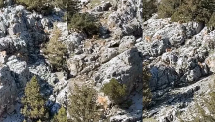 Doğanşehir’in Sarp Kayalıklarında Yaban Keçisi Görüntülendi