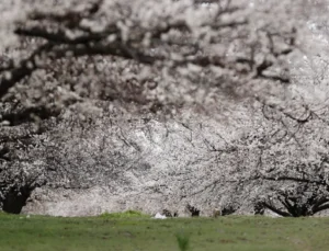 Malatya Kayısı Bahçeleri Beyazla Bürüdü, Üreticiler Yeni Sezona Hazır
