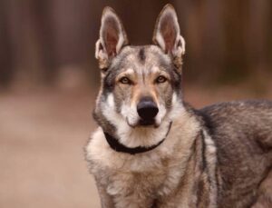 Türkiye’de Bulunan 16 Bin Yıllık DNA, Köpeklerin Tarihini Yeniden Yazdı