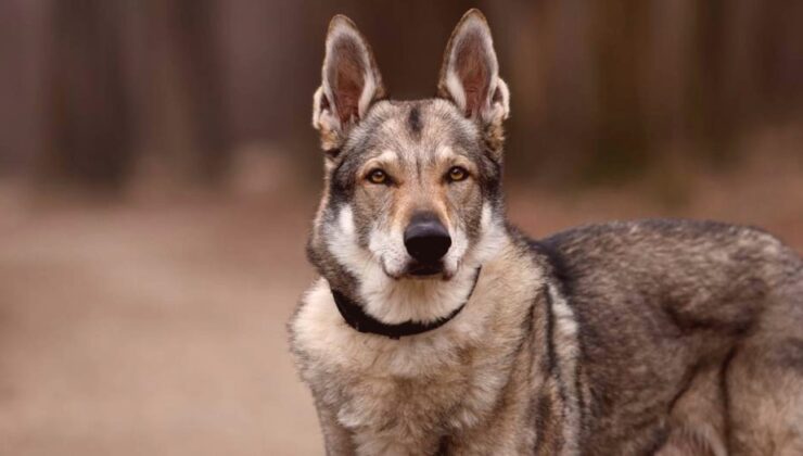 Türkiye’de Bulunan 16 Bin Yıllık DNA, Köpeklerin Tarihini Yeniden Yazdı