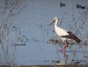 Karakaya Barajı Leylekleri Yuvalarına Dönüyor
