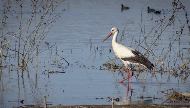 Karakaya Barajı Leylekleri Yuvalarına Dönüyor