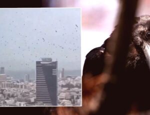 Tel Aviv Semalarında Kargalar Paniğe Yol Açtı: Uğursuzluk mu Doğal Olay mı?