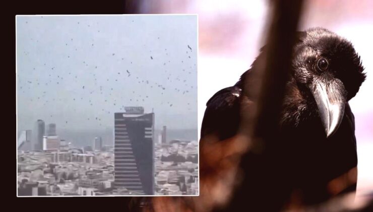 Tel Aviv Semalarında Kargalar Paniğe Yol Açtı: Uğursuzluk mu Doğal Olay mı?