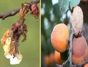 Monilya Hastalığı Kayısı Bahçelerini Tehdit Ediyor: Verim Kaybı Riski Kapıda