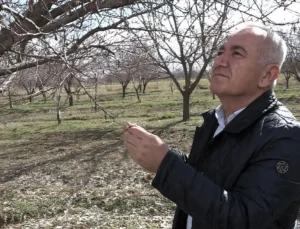 Kayısıda Rekolte Tahmini Düştü: Üreticiler Zorlu Bir Sezona Hazırlanıyor
