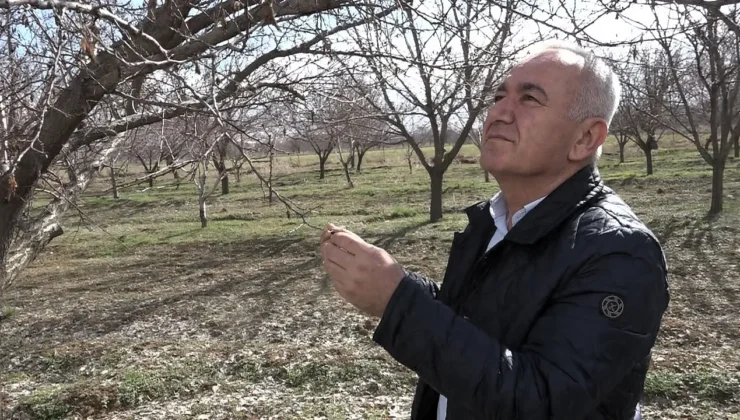 Kayısıda Rekolte Tahmini Düştü: Üreticiler Zorlu Bir Sezona Hazırlanıyor